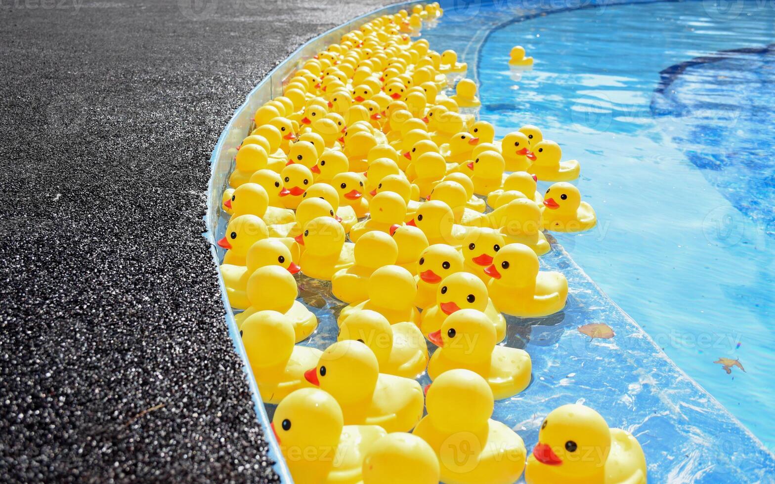 Many bright yellow rubber ducks floating in a pool photo