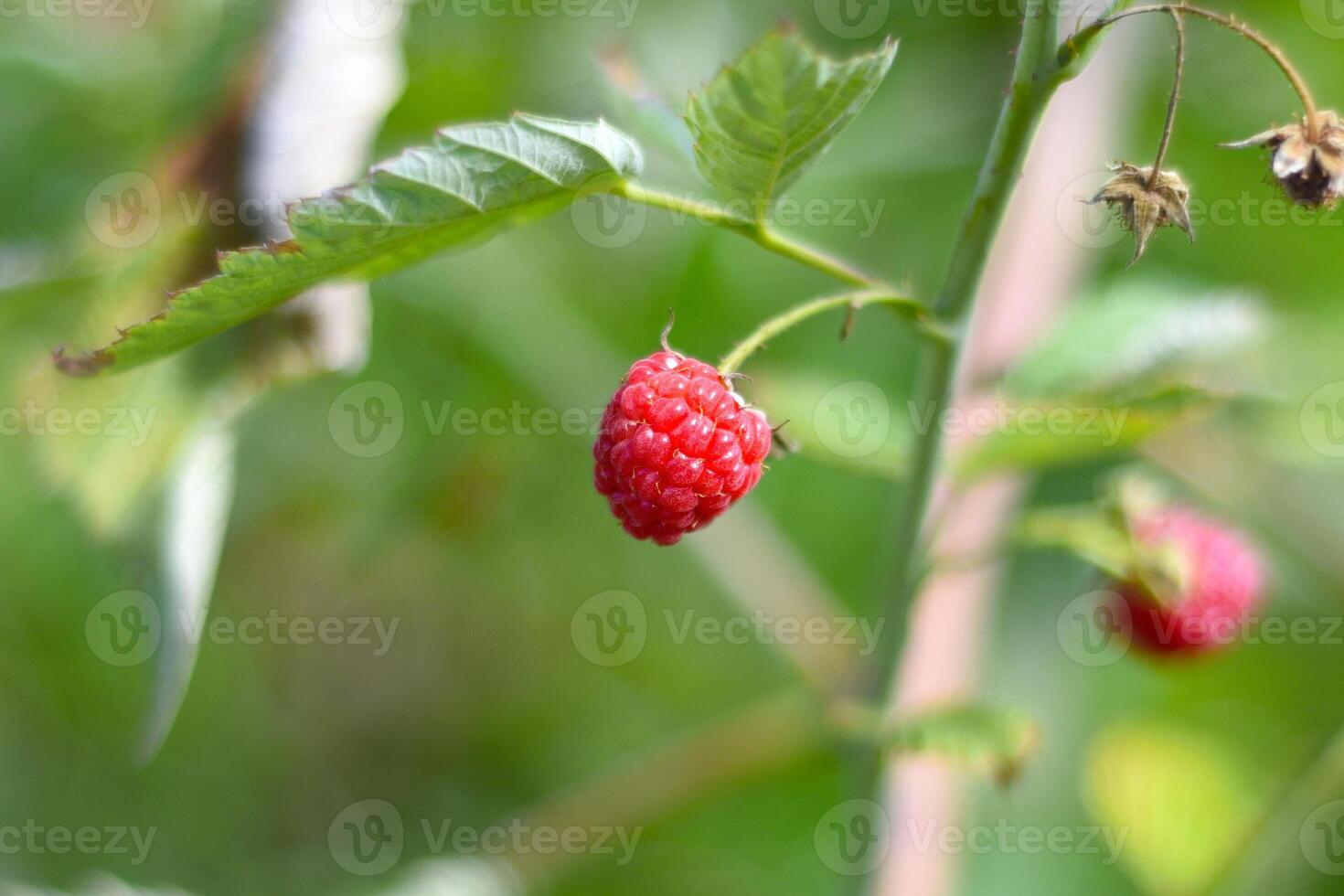 Ripe red raspberry growing in a garden photo