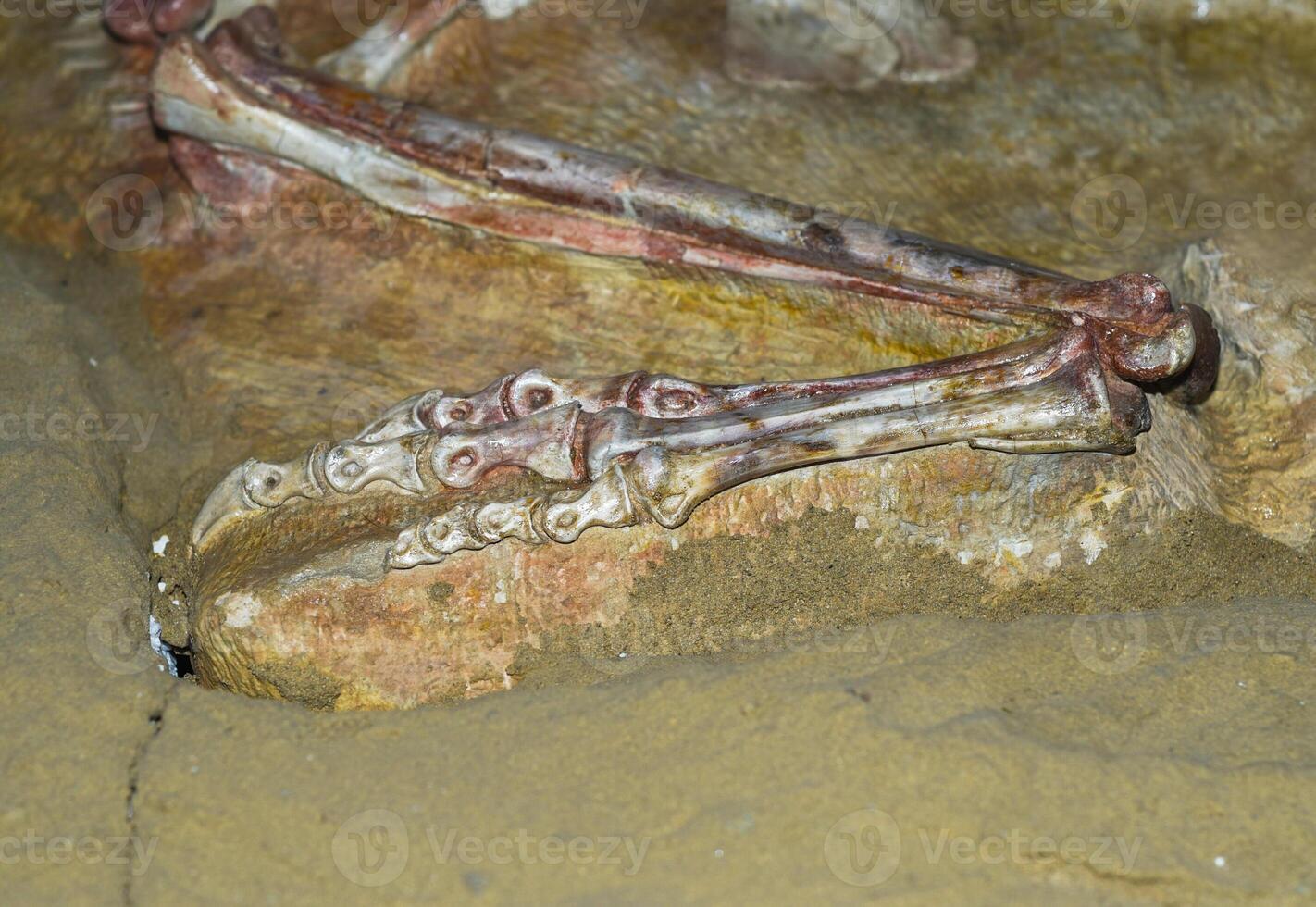 Fossileazed paw of Oviraptor found in Gobi deserd Mongolia photo
