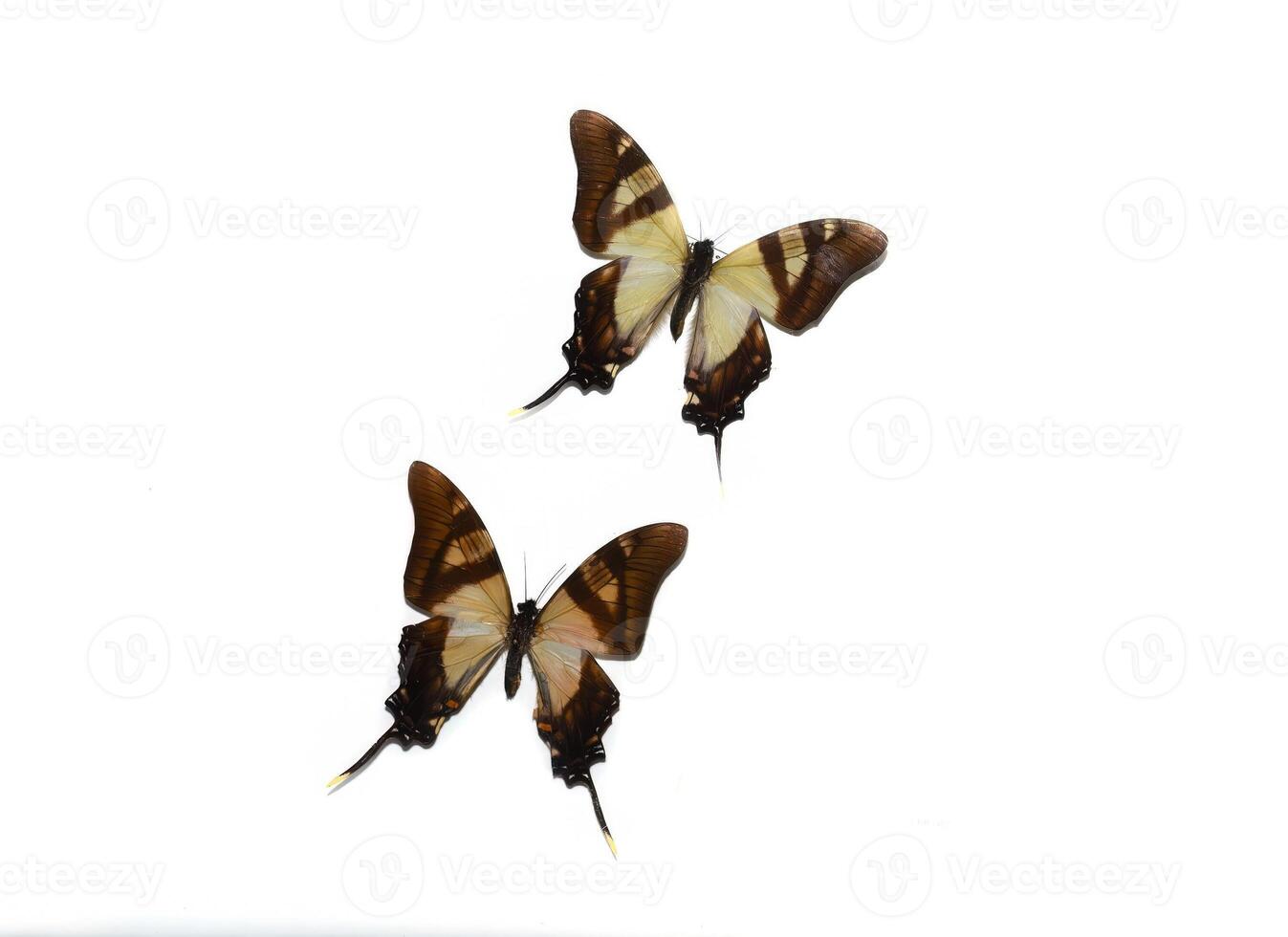 Eurytides serville butterflies on white background photo