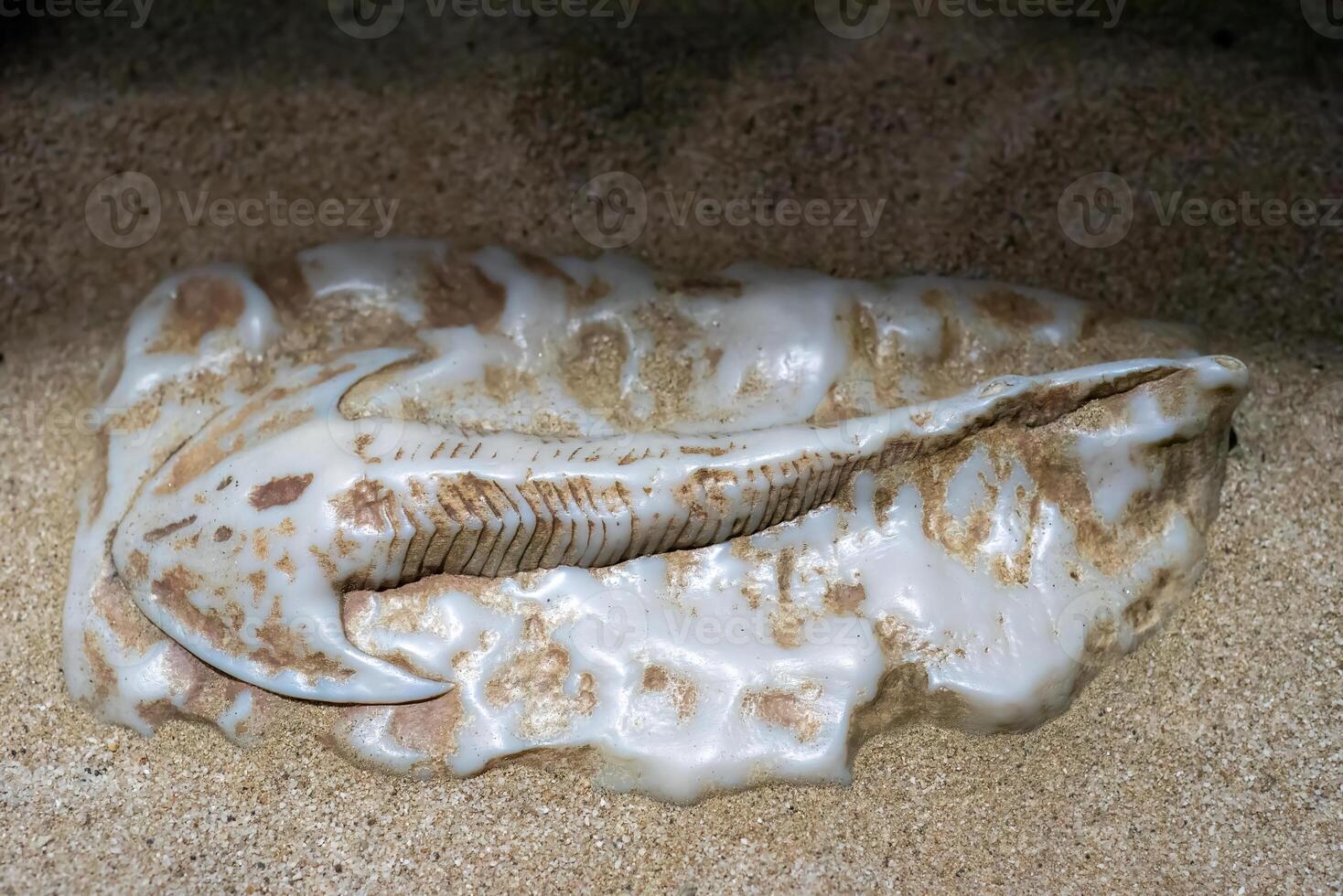 Ancient fossil of jawless fish Cephalaspis in sand photo