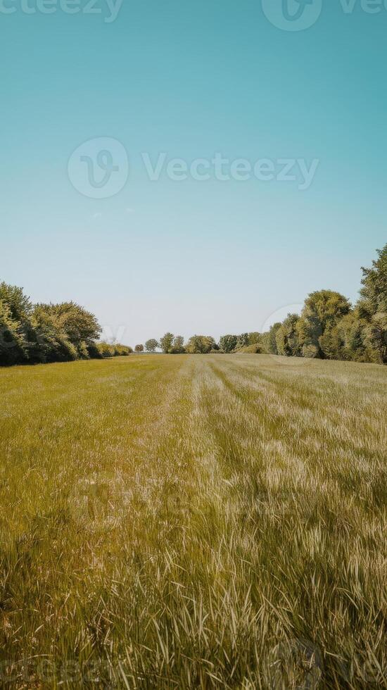 A field with grass and trees in the background photo