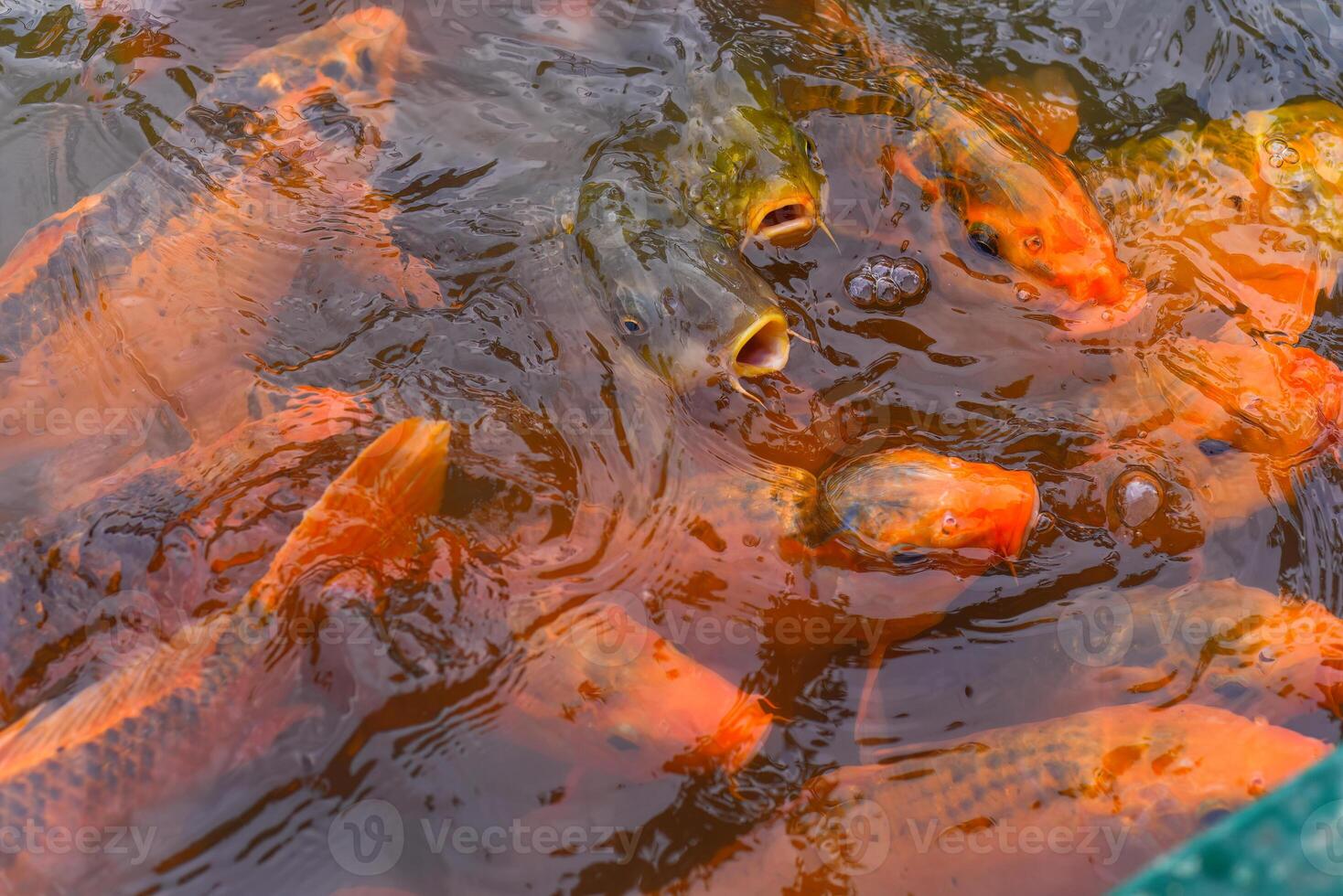 Many carp koi fish swimming the water in Asia photo