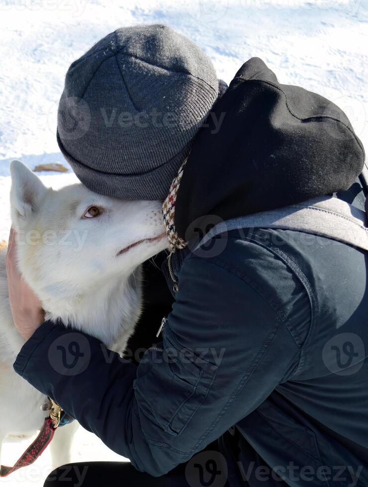 Sled siberian husky carefully and attentively sniffing the young guy in dark grey hat, who hugs the dog on a snowy background photo