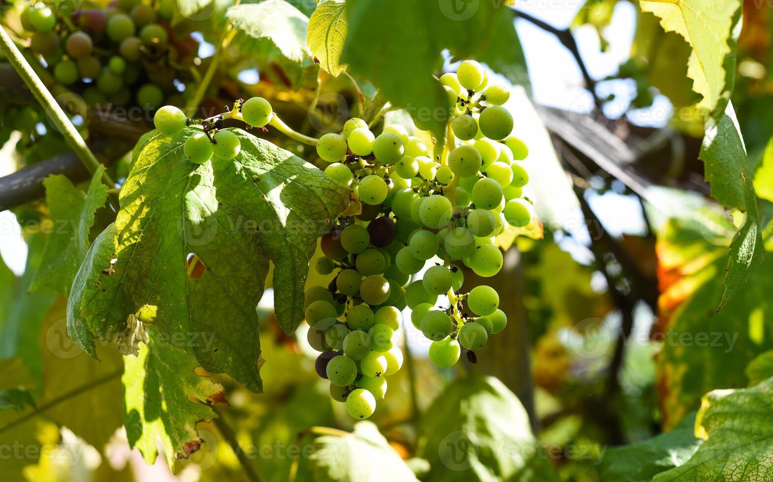 Bunch of unripe grapes hanging on branch photo