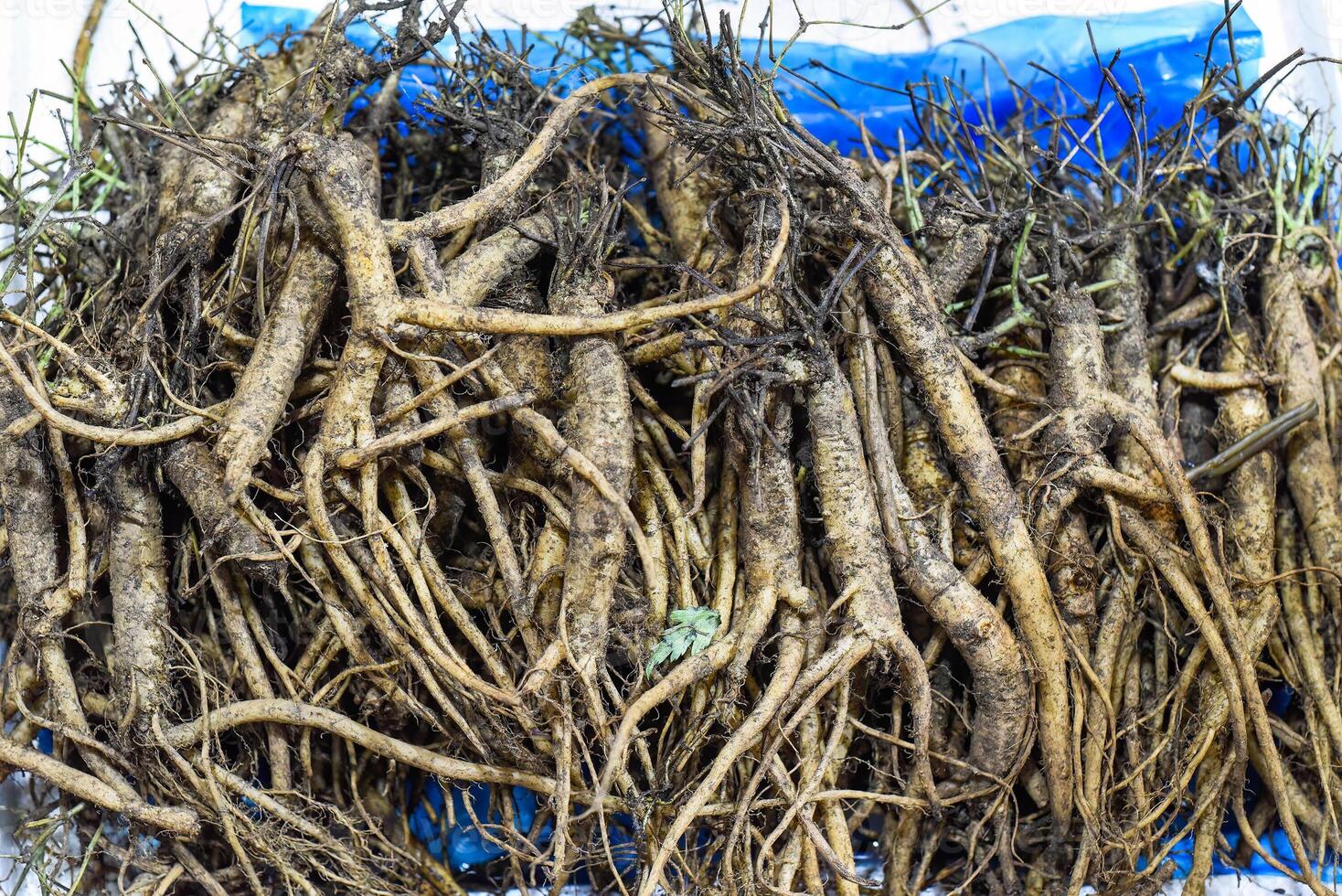 Many ginseng roots in the vietnamese market photo