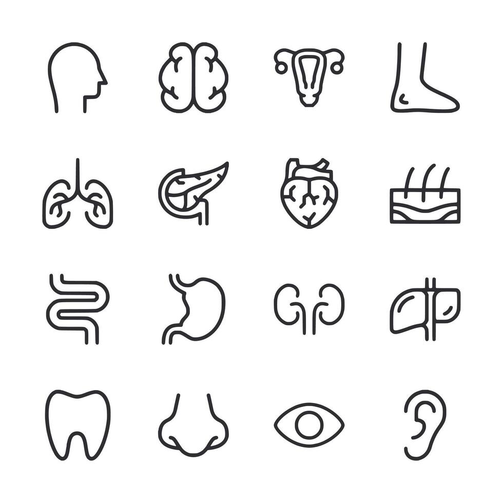 A set of medical symbols including a heart, lungs, and kidneys vector