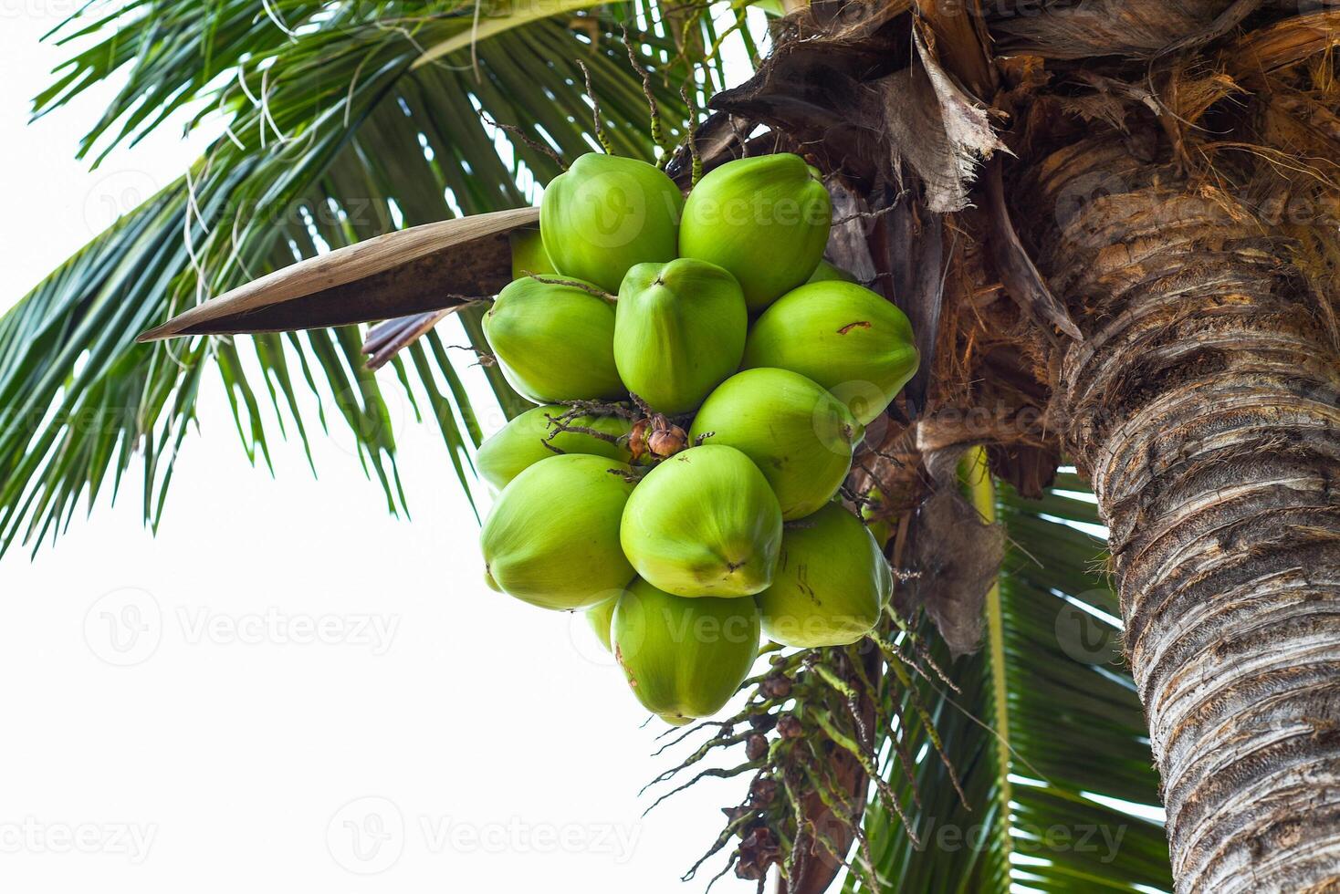 Coconuts growing in palm tree in Vietnam photo