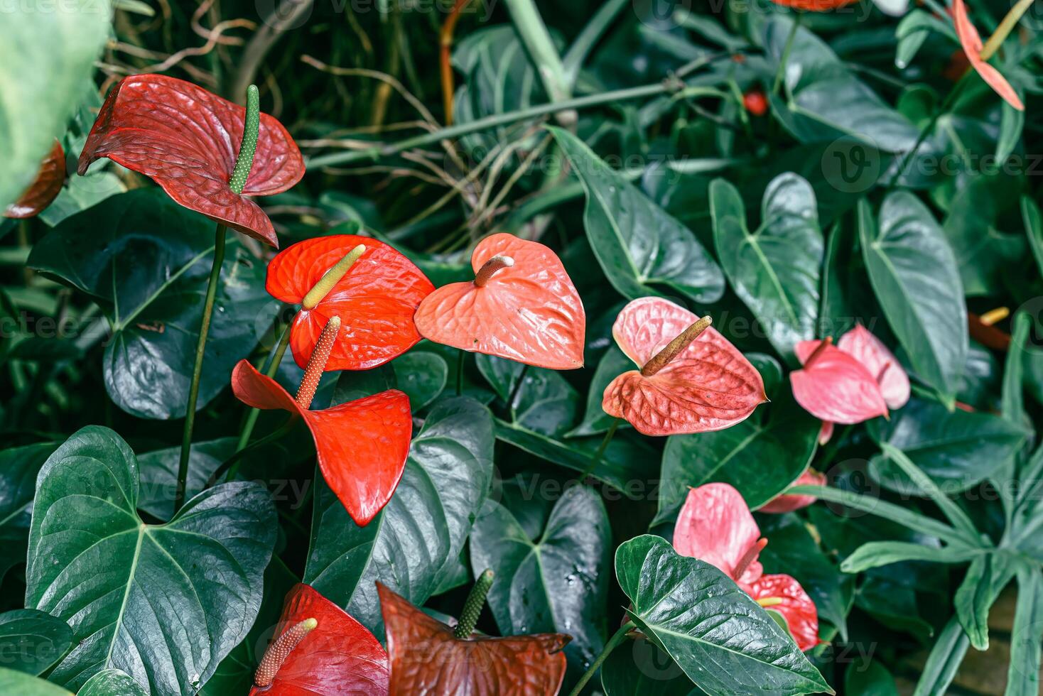Anthurium Cavalli flower closeup photo