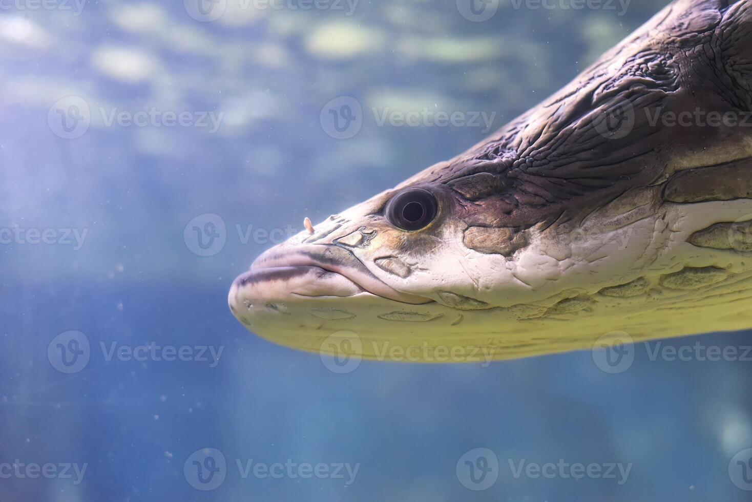 Arapaima fish in aquarium close up photo