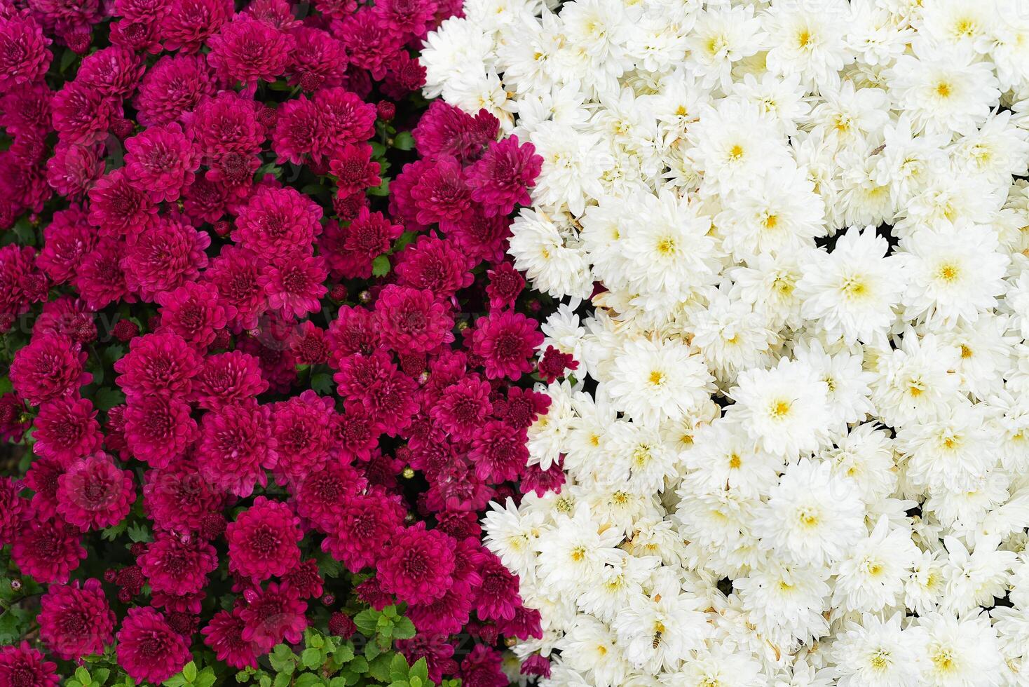 two varieties of chrysanthemum multiflora Brandove White and Talisman photo