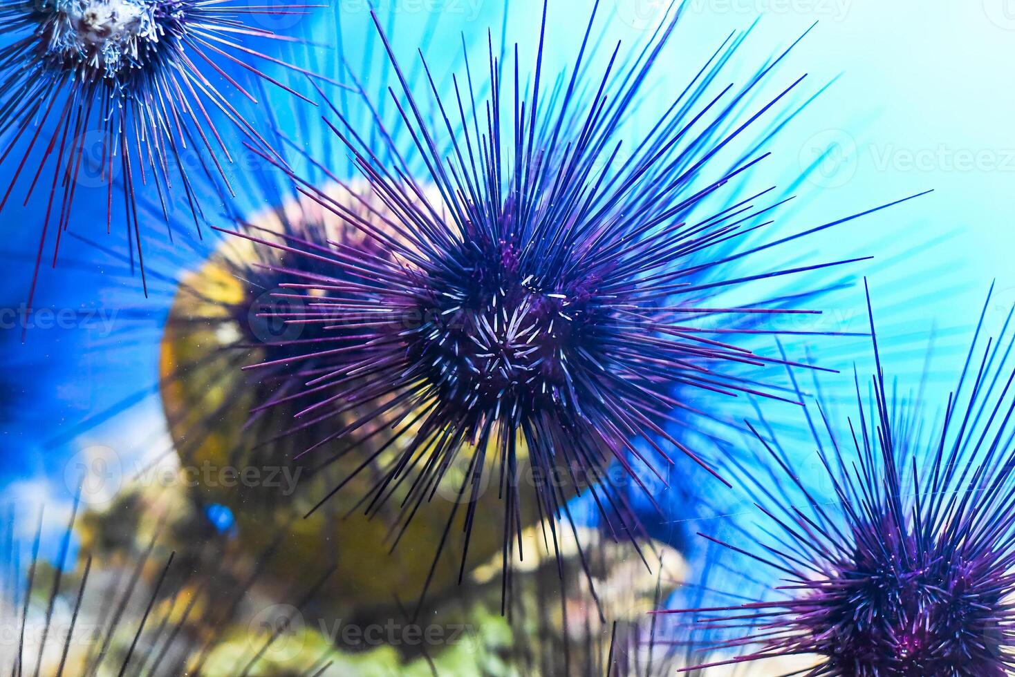 Tropical sea urchin in aquarium closeup photo