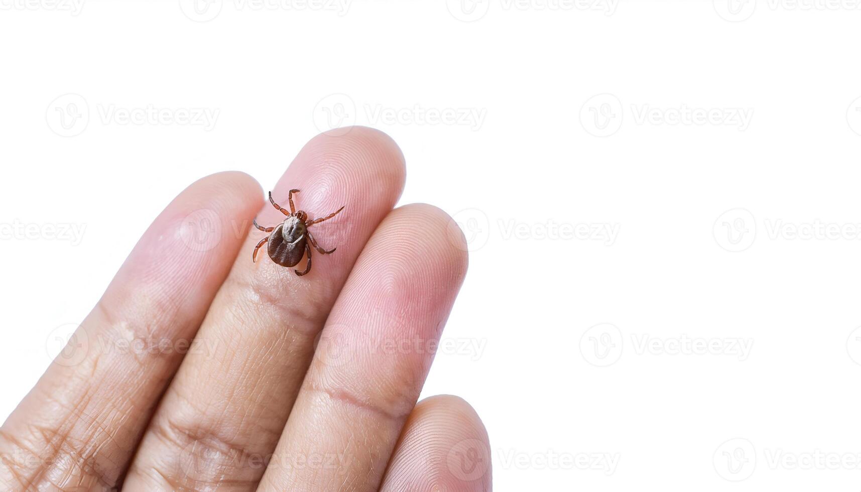 macro close-up of a brown tick on human fingertip, detailed view of small parasite and disease-carrying insect on isolated white background photo