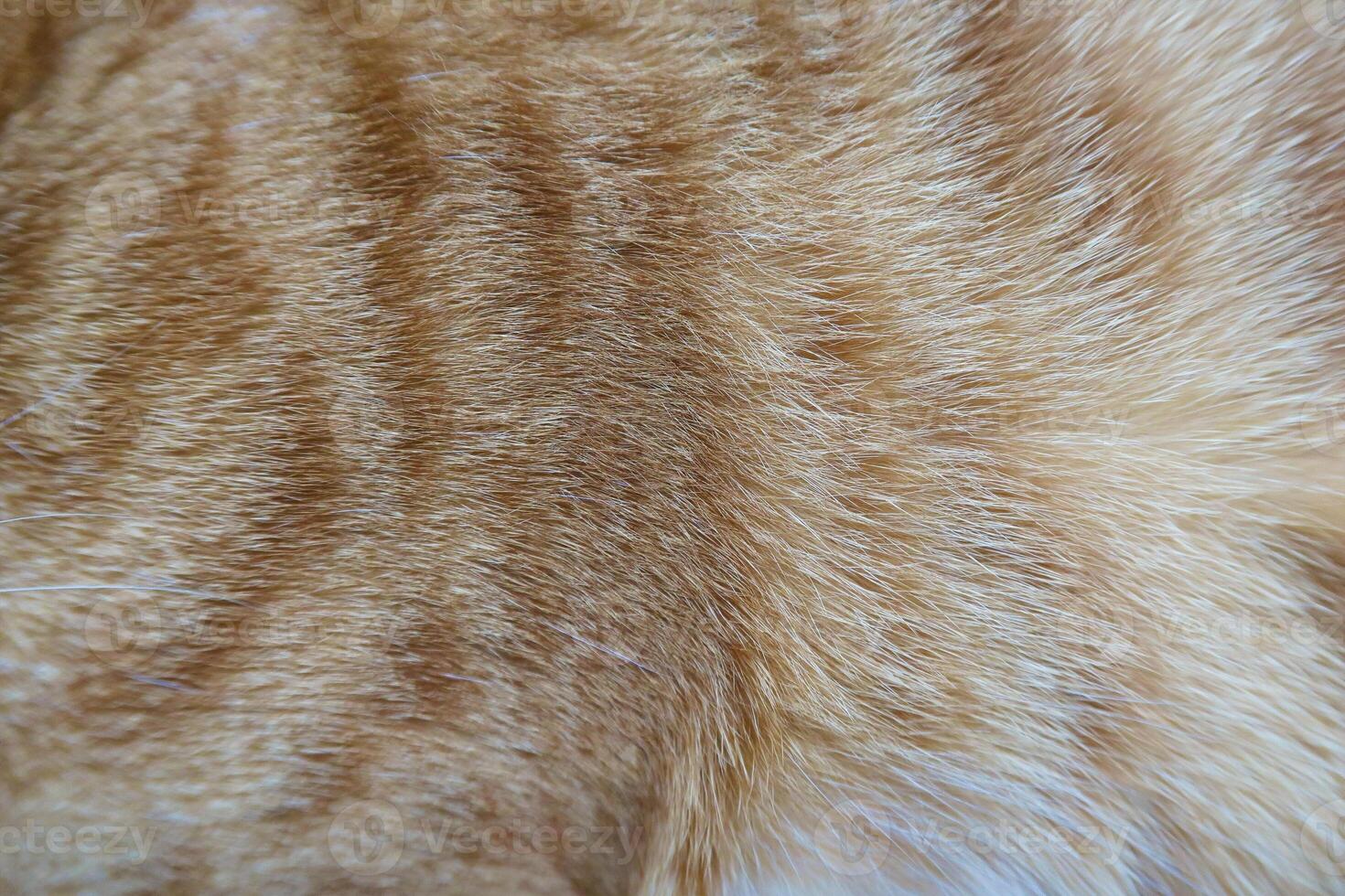 Cat fur texture background. hair or coat texture. Pet hair background. Cat fur pattern , Cat fur Abstract background texture of fur cat close-up Fashion element design. photo