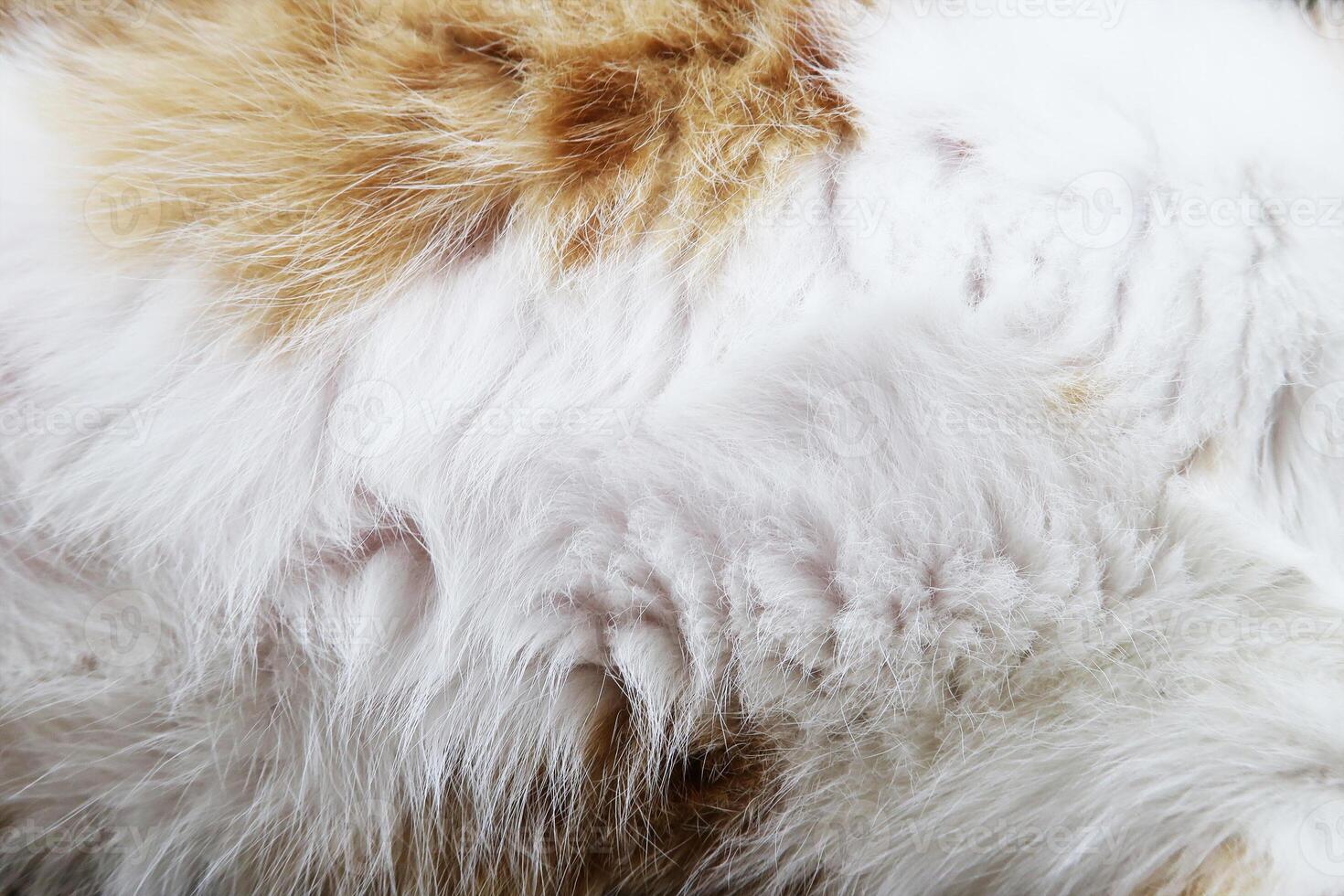 Cat fur texture background. hair or coat texture Pet hair background. Cat fur pattern , Cat fur Abstract background texture of fur cat close-up Fashion element design photo