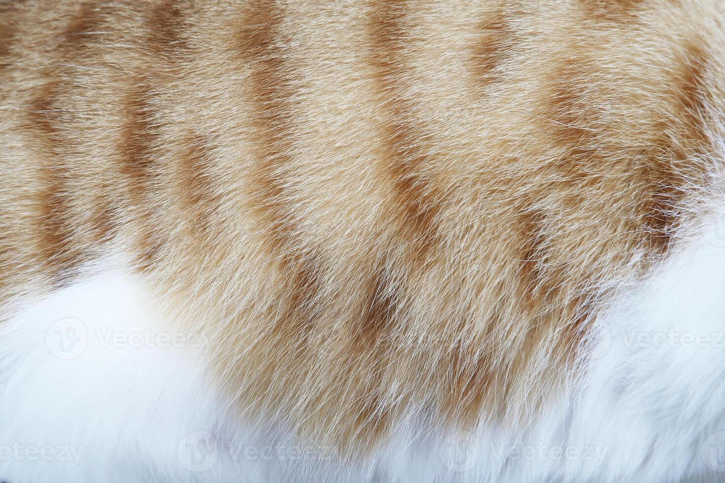 cute Cat fur texture background. hair or coat texture. Pet hair background. Cat fur pattern , Cat fur Abstract background texture of fur cat close-up Fashion element design photo