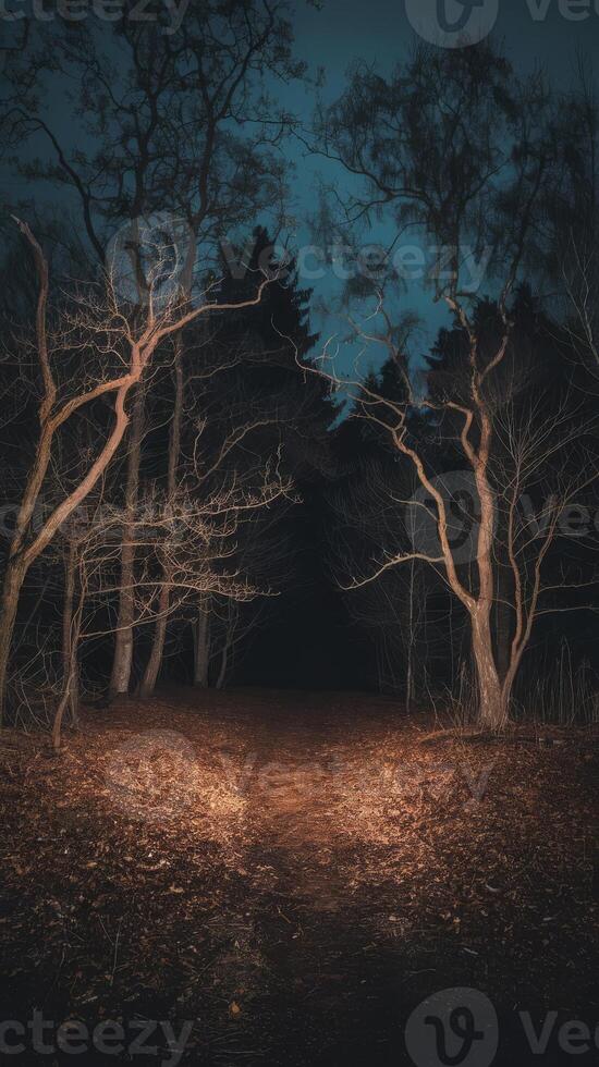 A path through a dark forest at night photo