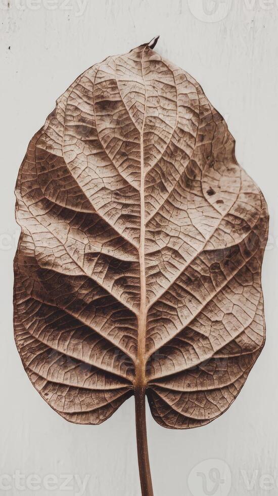 A large leaf on a white wall photo