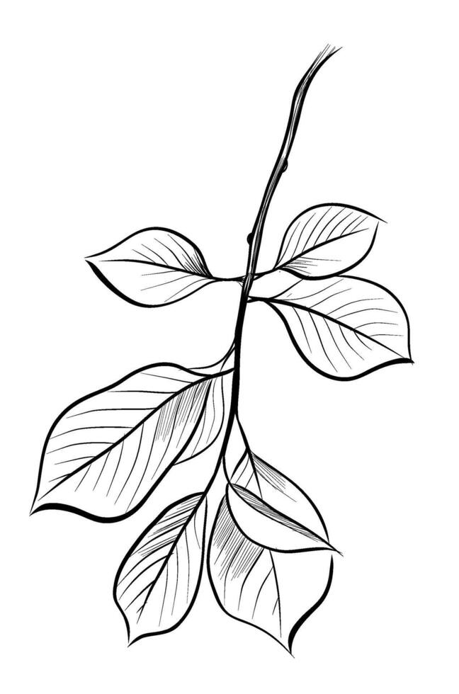 Hand-drawn drawing of cherry tree leaves vector