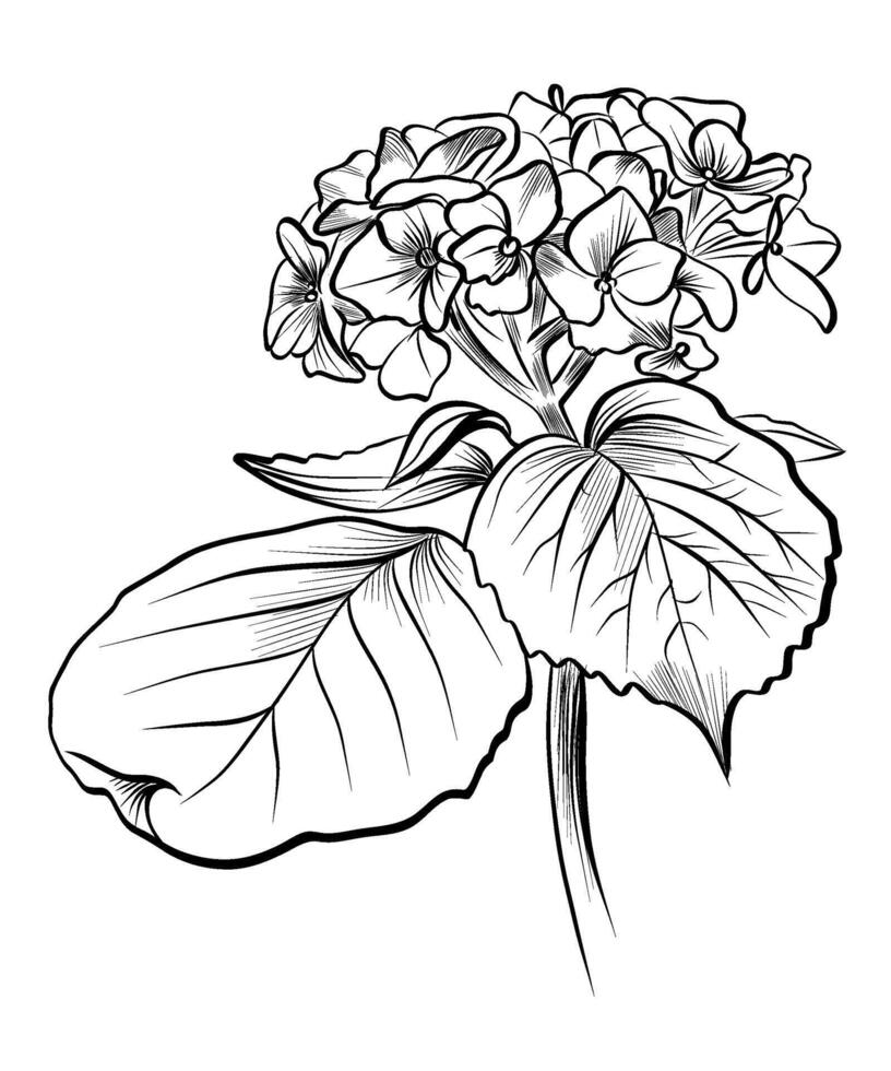 Hand-drawn hydrangea flower vector