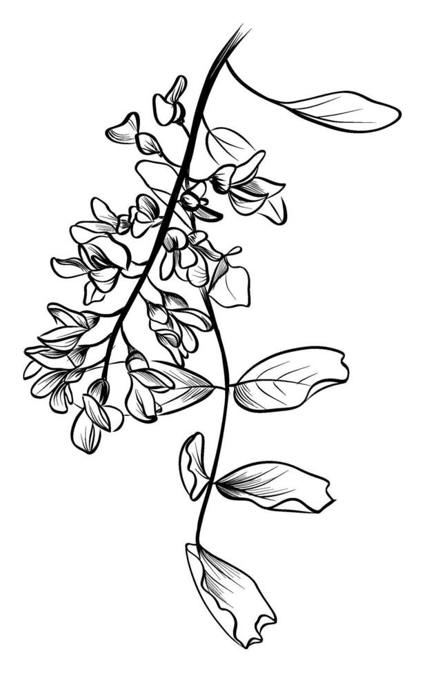 Hand-drawn drawing of a blooming acacia flower with leaves vector