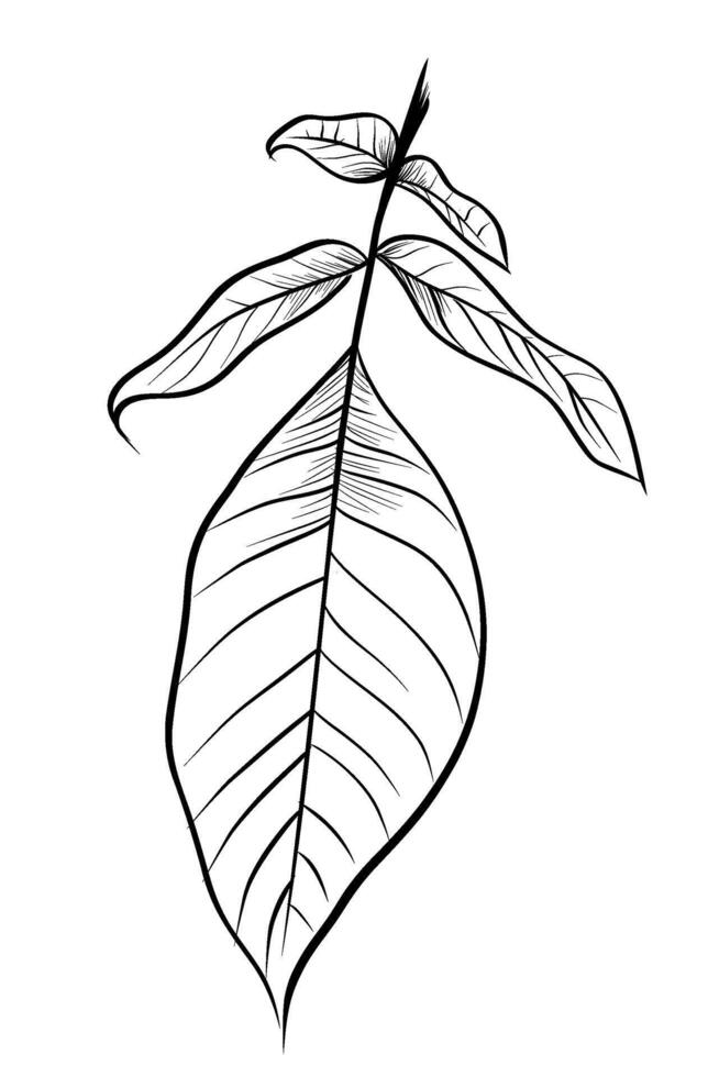 Hand-drawn branches with walnut leaves vector