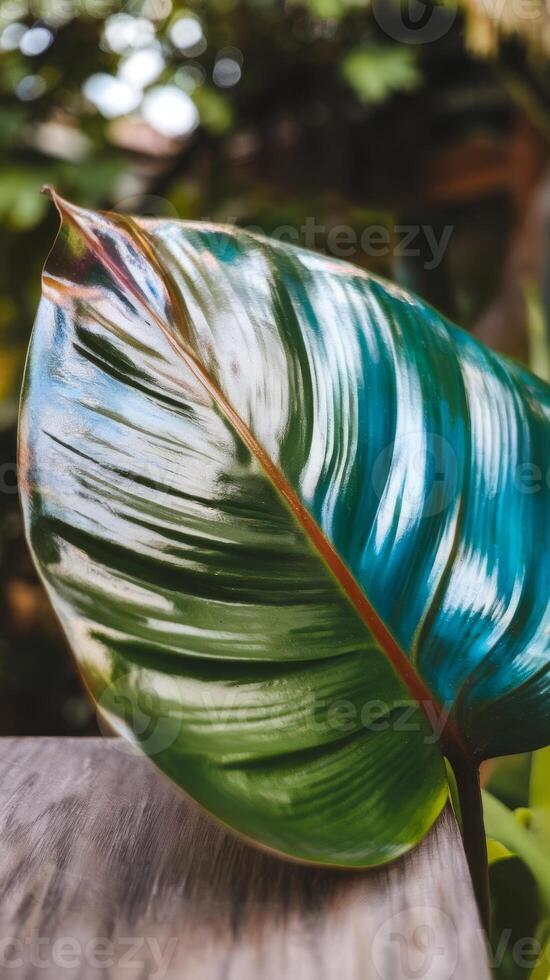 A large green leaf sitting on top of a wooden table photo