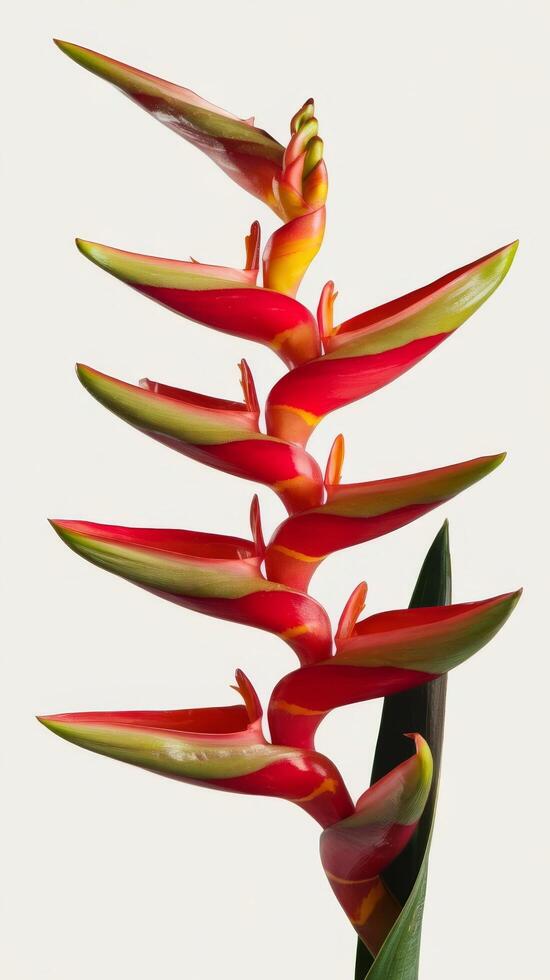 Heliconia bih flower red palulu tropical flowers isolated on white background photo