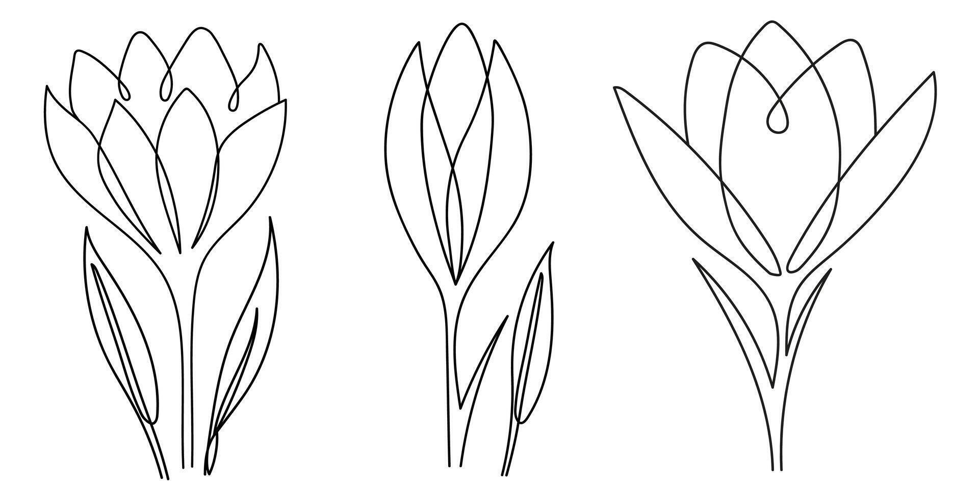 Single continuous line drawing of three beauty crocus. Printable decorative crocus flower concept for home decor wall art print poster. One line draw graphic design illustration vector