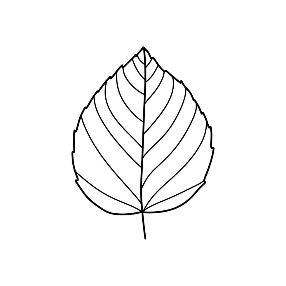 leaves line art ink drawing in black and white vector
