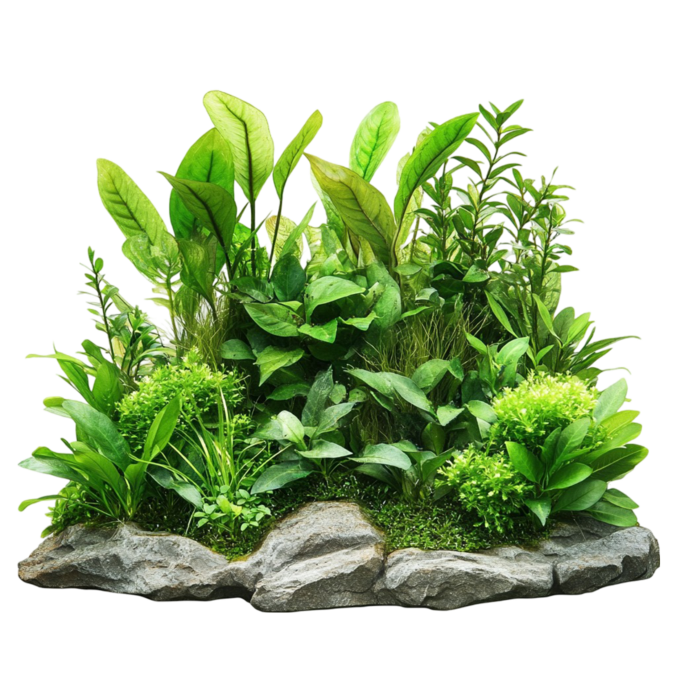 Plant border isolated on transparent background png