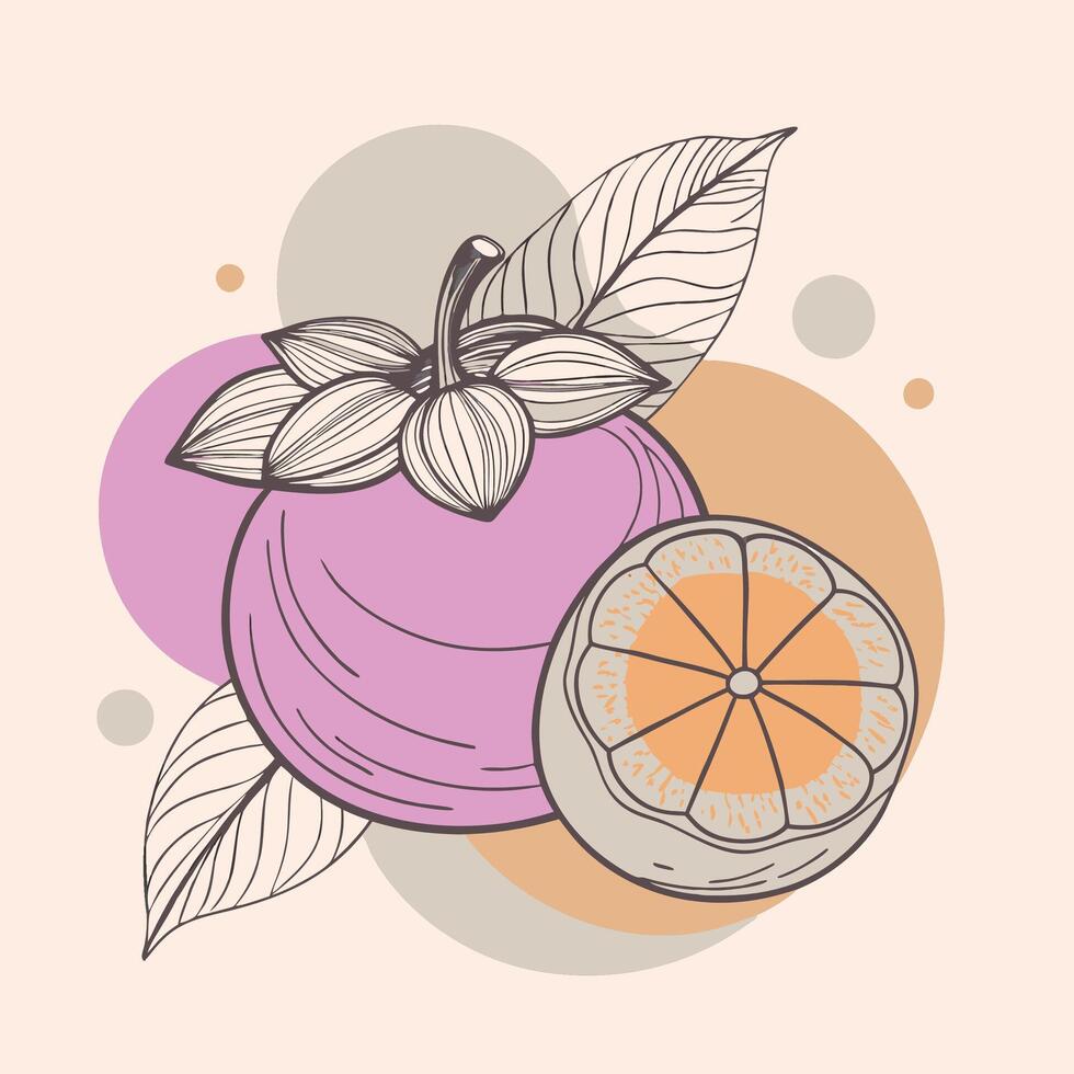 an illustration of a grapefruit and an orange vector