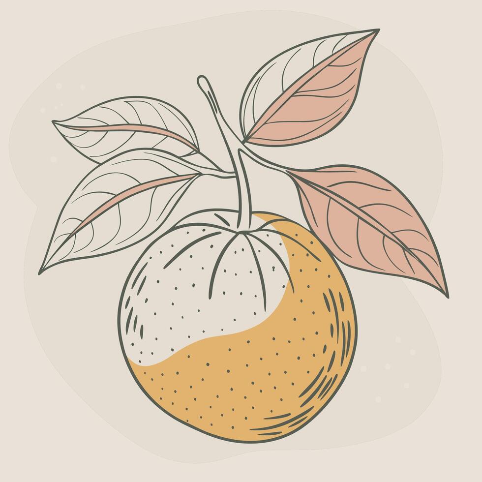 an orange with leaves and a stem vector