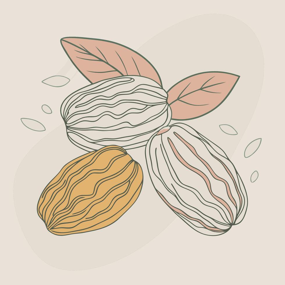 drawing of nuts with leaves vector