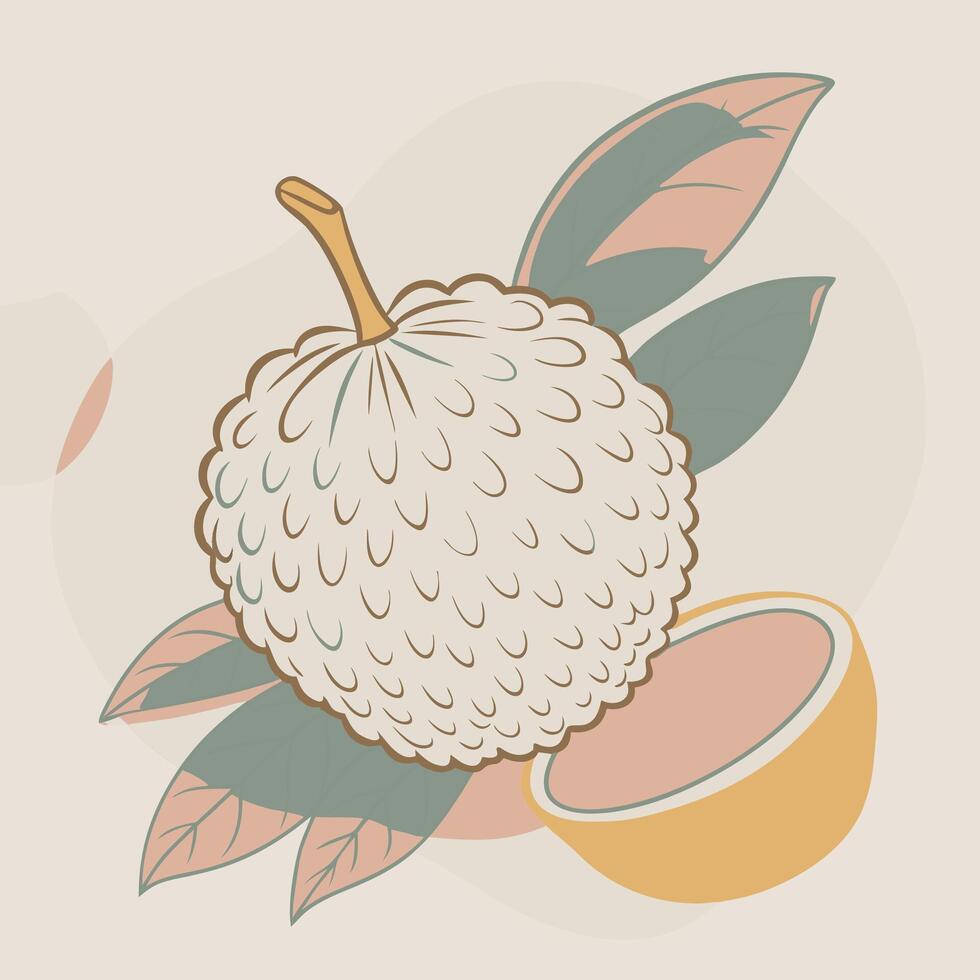 an illustration of a luang pao fruit vector