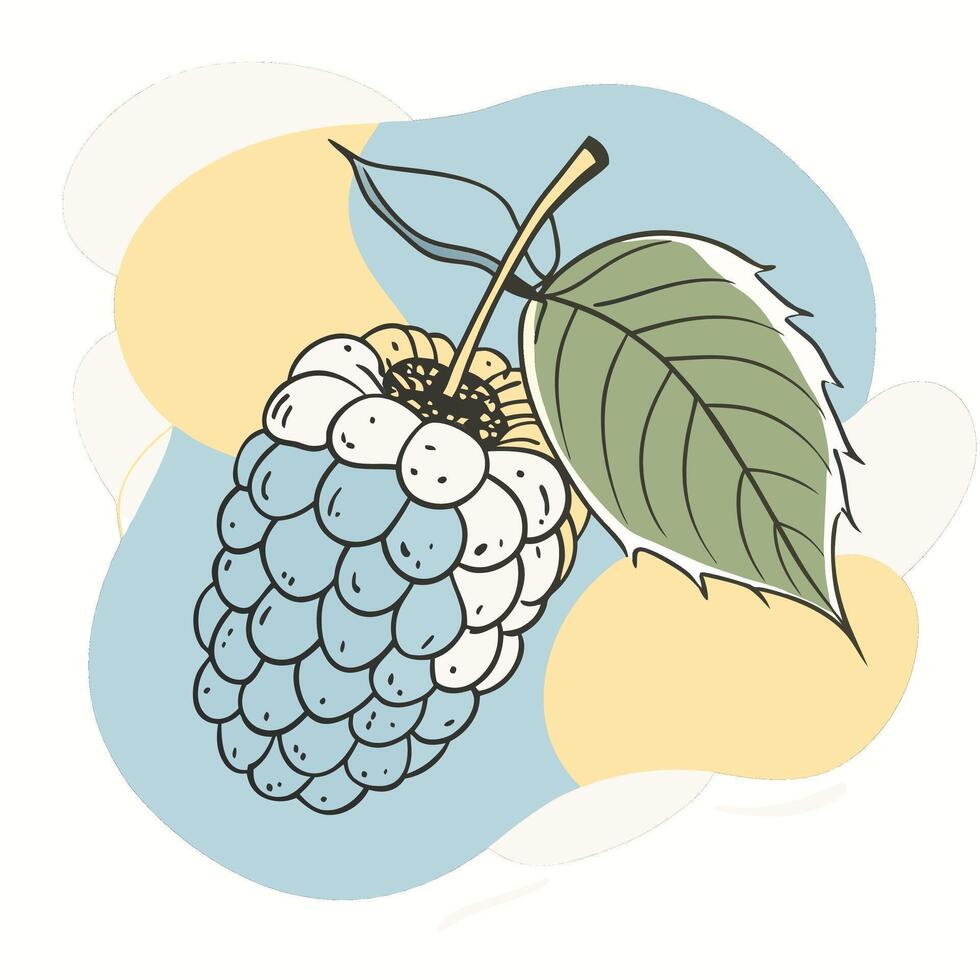 a blackberry with leaves and berries on a white background vector