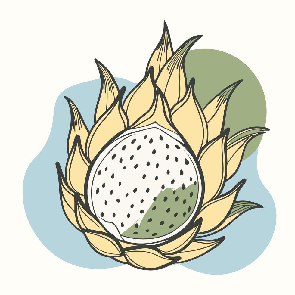a drawing of a fruit with leaves and seeds vector