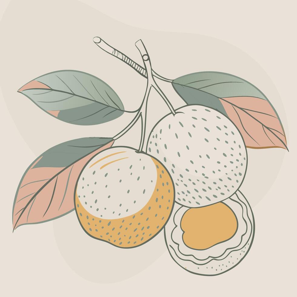 a drawing of a fruit with leaves and a half open fruit vector
