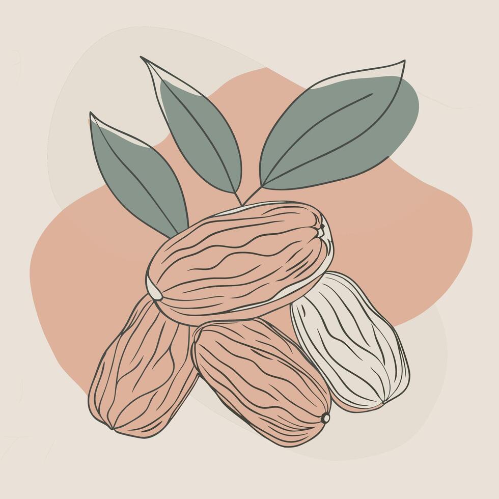 a drawing of nuts with leaves vector