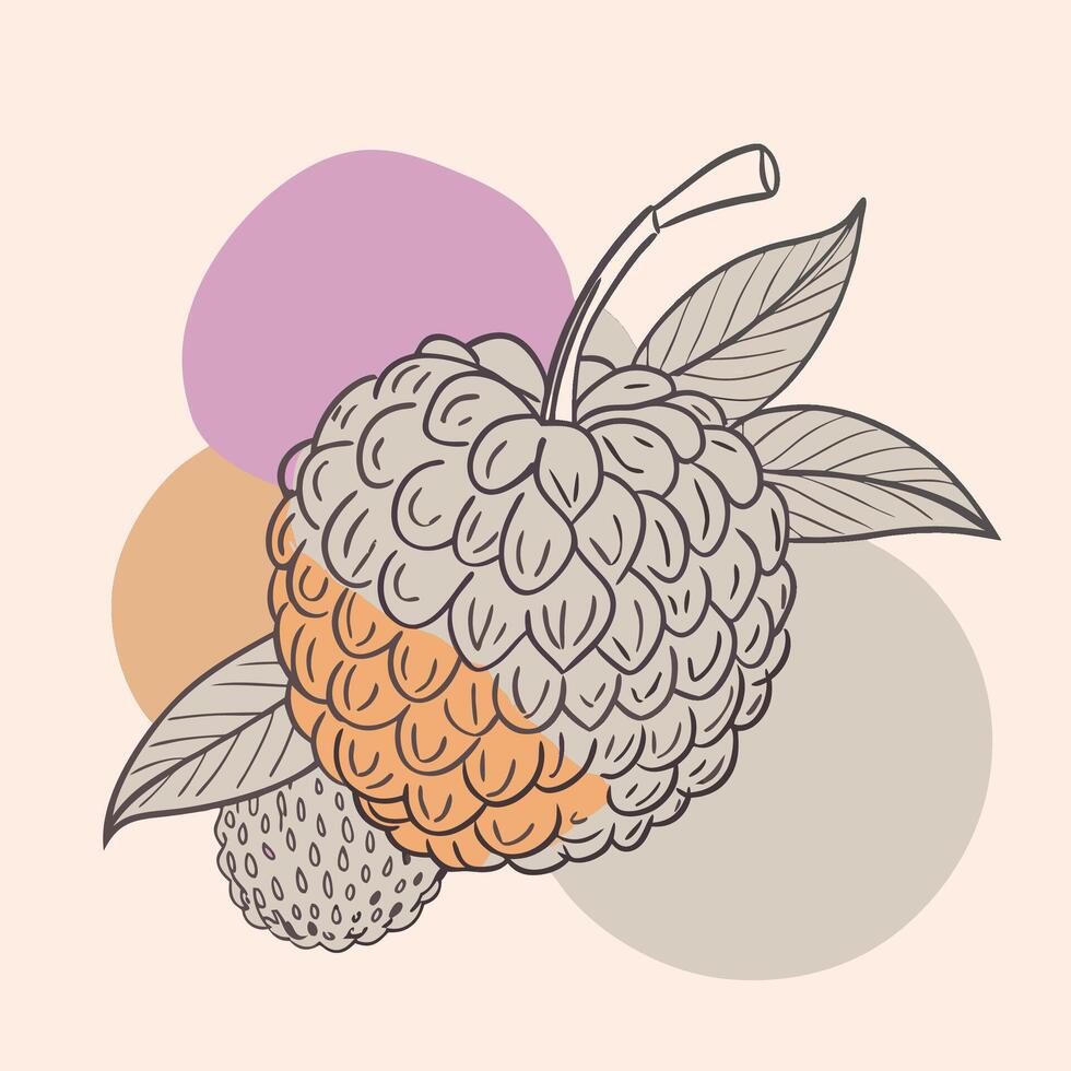 an illustration of lychee fruit vector