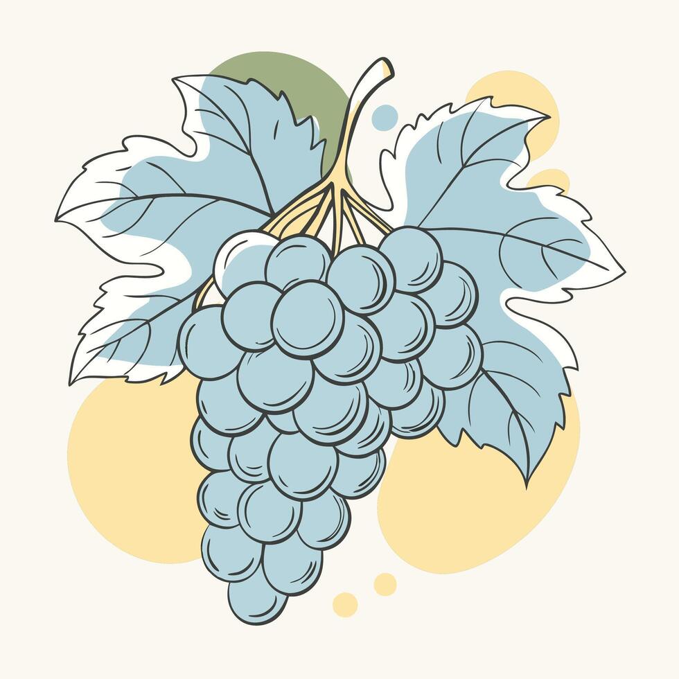 grapes on a branch with leaves and leaves white background vector