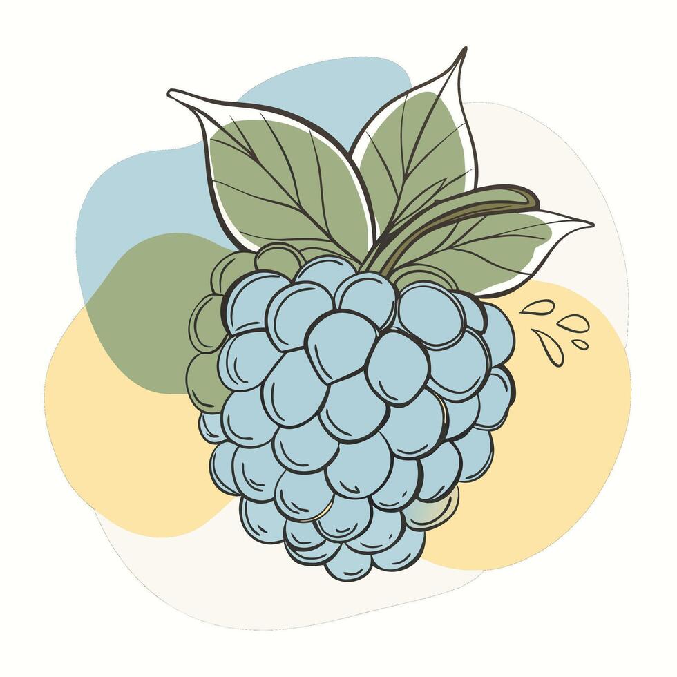 a blueberry with leaves on it is shown in this illustration vector