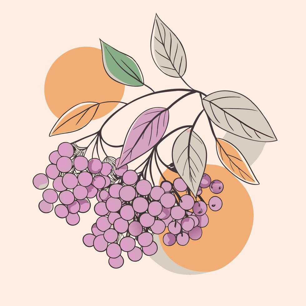 illustration of a branch of rowan berries vector