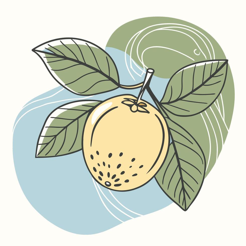 an illustration of peach with leaves vector