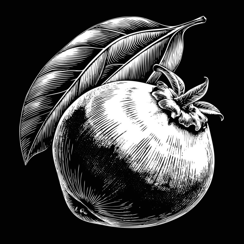 pomegranate fruit with leaves illustration vector