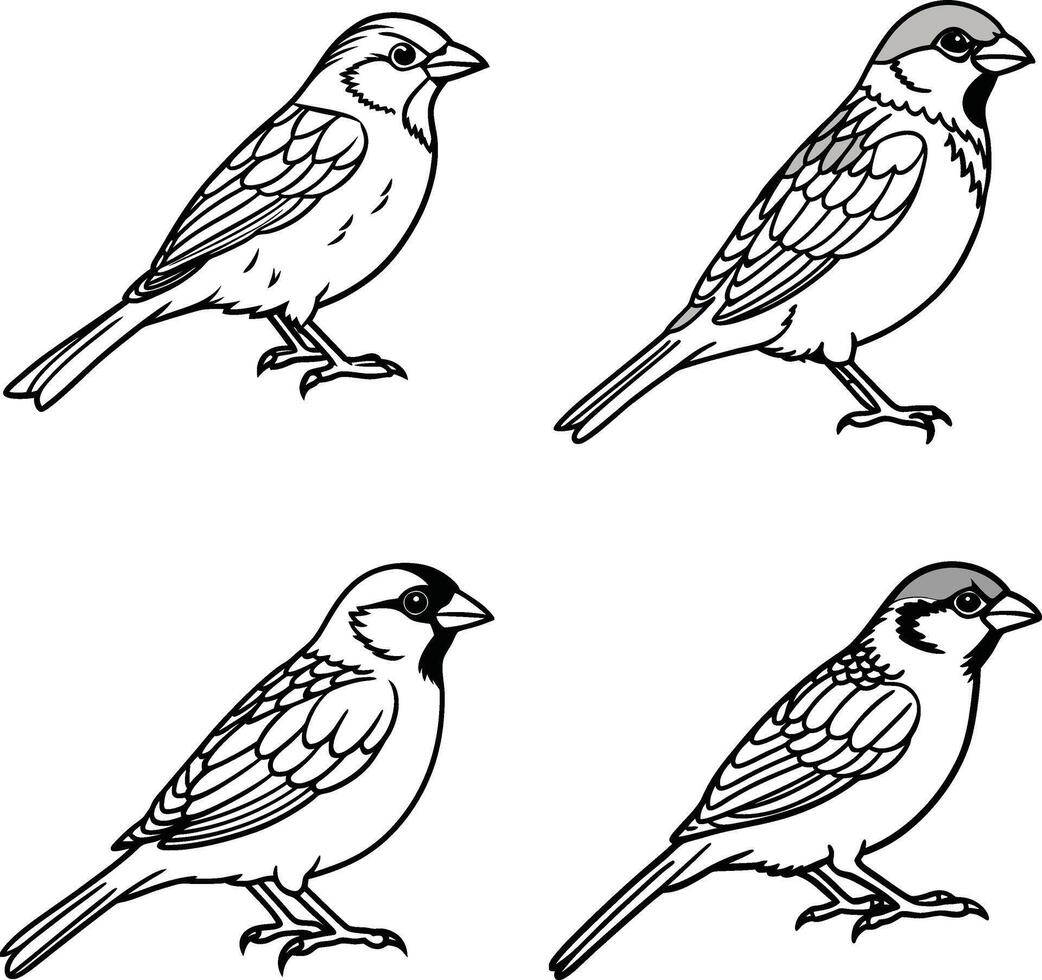 Bird drawing outline sheet pack vector