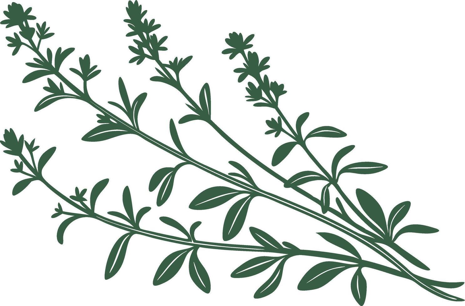 Botanical Herb Greenery Illustration for Nature Designs and Crafts vector