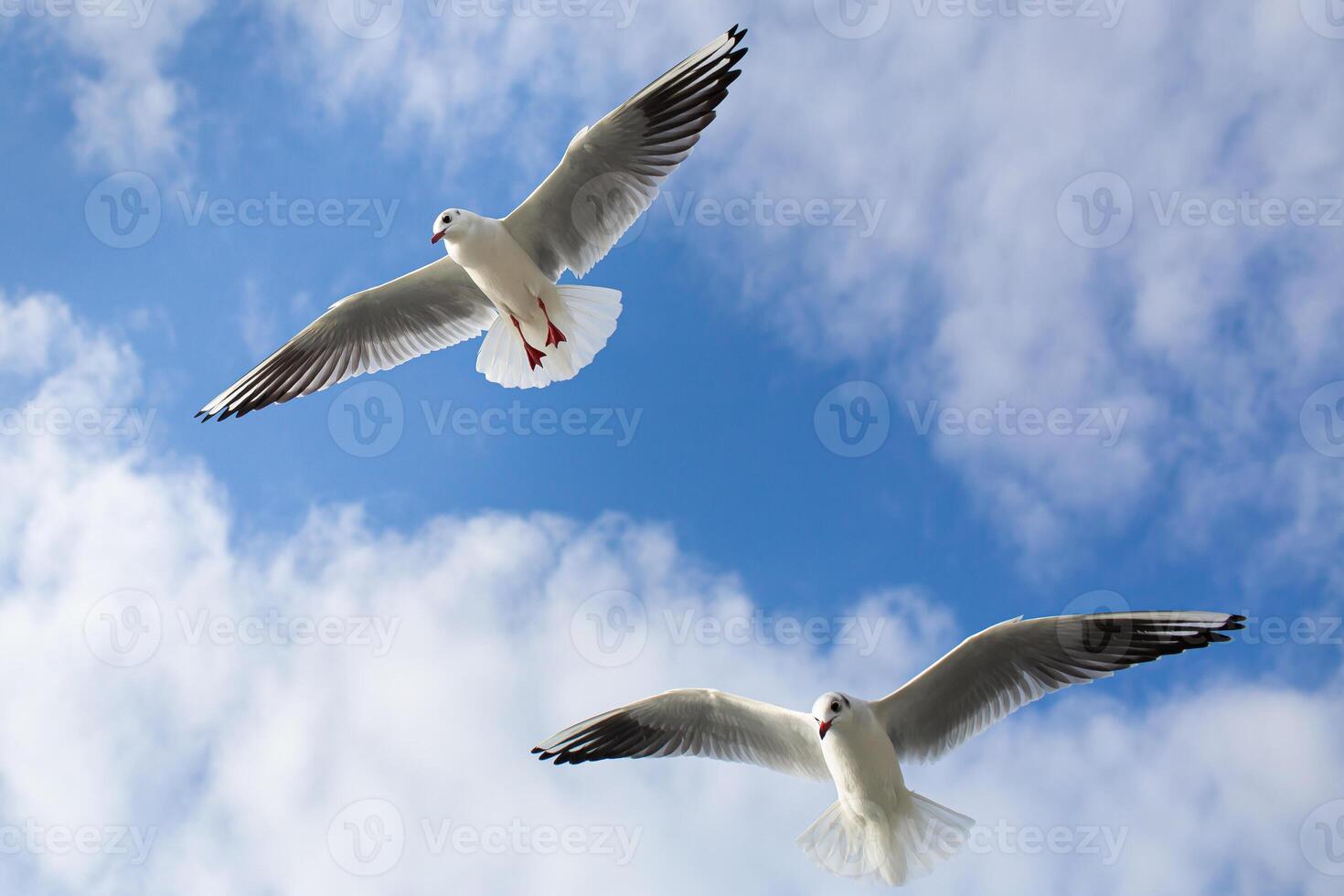 Two seagulls soaring in blue sky. Gulls flying high in cloudless sky photo
