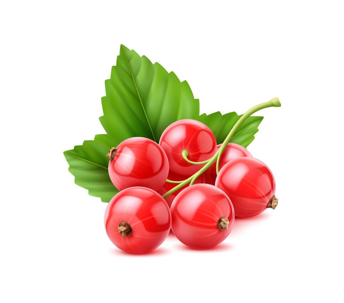 Realistic red currant berry with green leaves vector