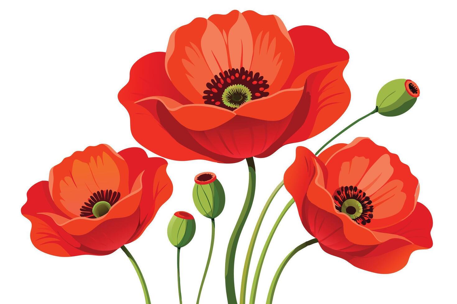 Vibrant Red Poppies on White Background vector